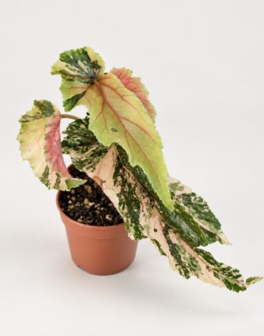 Begonia Ginny Galaxy Variegata
