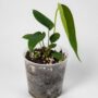 Texte indicatif Anthurium Peltigerum