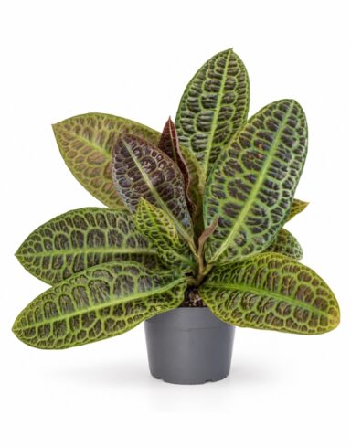 Labisia obtusifolia Kura Kura