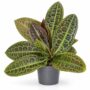 Labisia obtusifolia Kura Kura