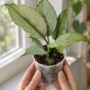 Spathiphyllum Blue Ice