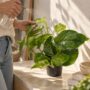Epipremnum Marble Green