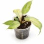 Philodendron Snowdrift