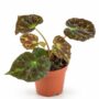 Begonia Barsalouxiae