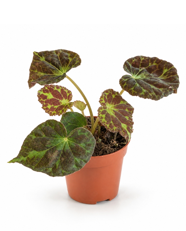 Begonia Barsalouxiae