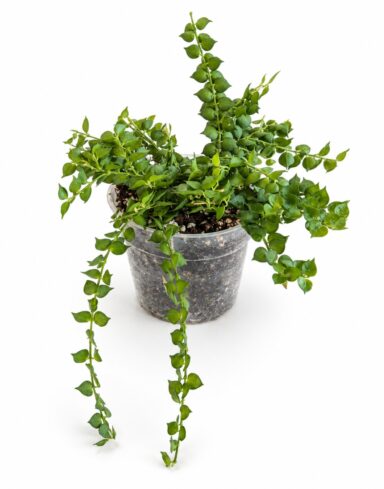 Dischidia Ruscifolia.zip