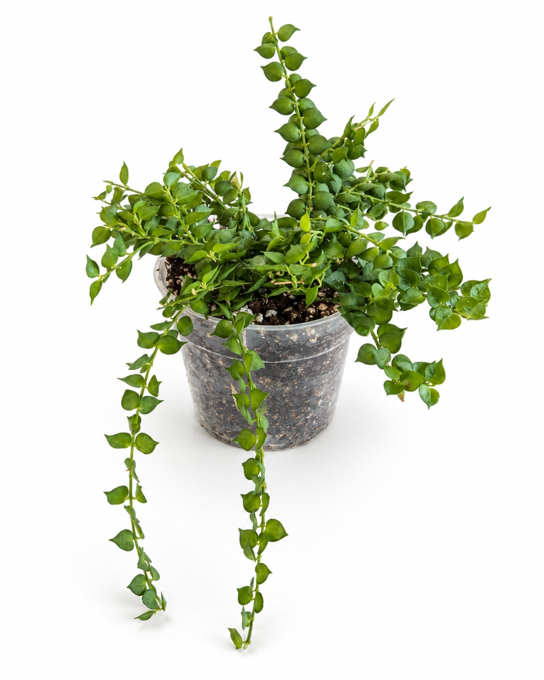 Dischidia Ruscifolia