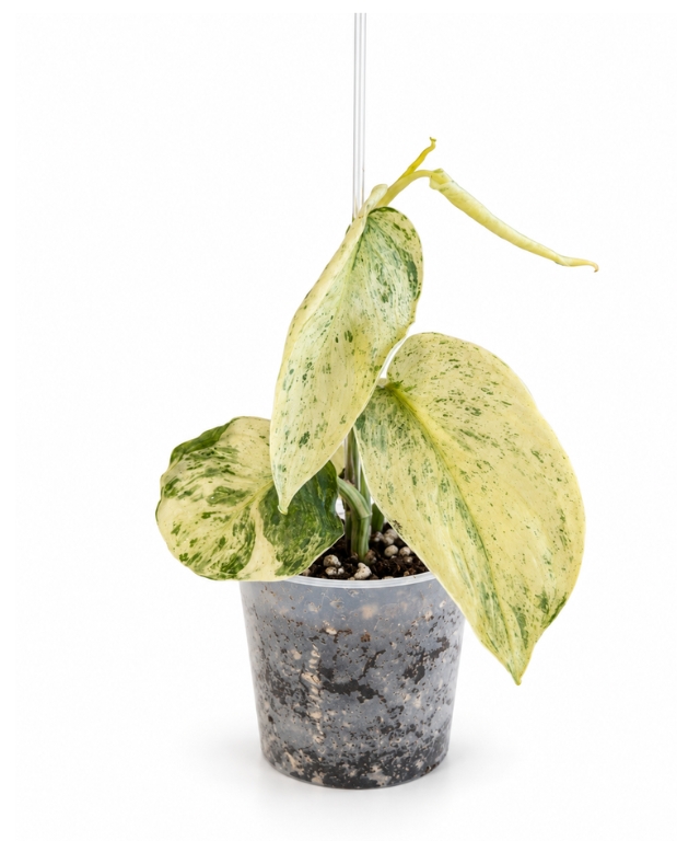 Scindapsus Peasun Variegata