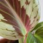 Kaempferia Aurantiflora Jungle Silver