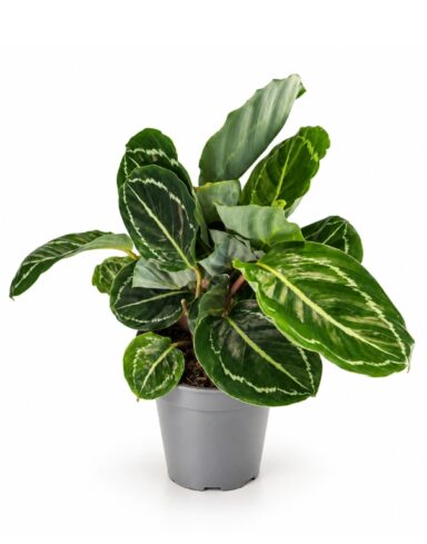 Calathea Green Lipstick