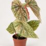 Begonia Snowcap Variegata