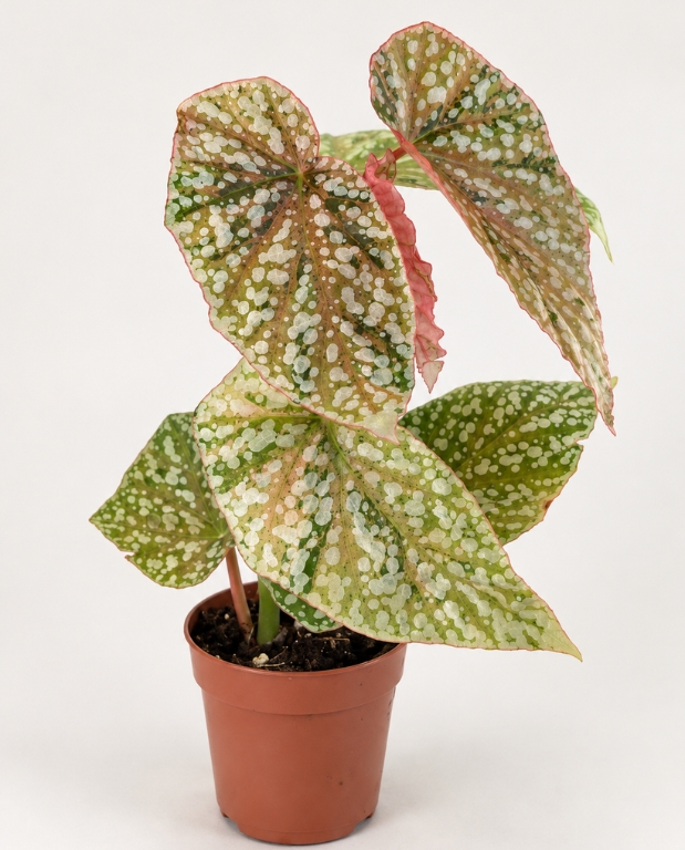 Begonia Snowcap Variegata