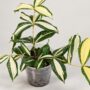 Dracaena surculosa Milky Way