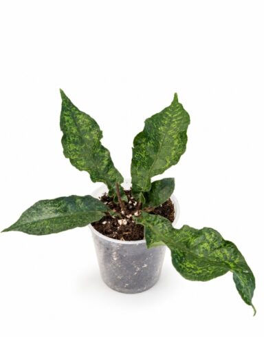 Tectaria Hilocarpa