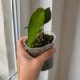 Texte indicatif Anthurium Peltigerum