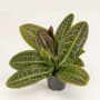 Labisia obtusifolia Kura Kura
