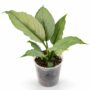 Spathiphyllum Blue Ice
