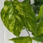 Epipremnum Marble Green