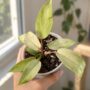 Philodendron Snowdrift