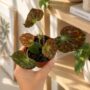 Begonia Barsalouxiae