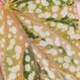 Begonia Snowcap Variegata