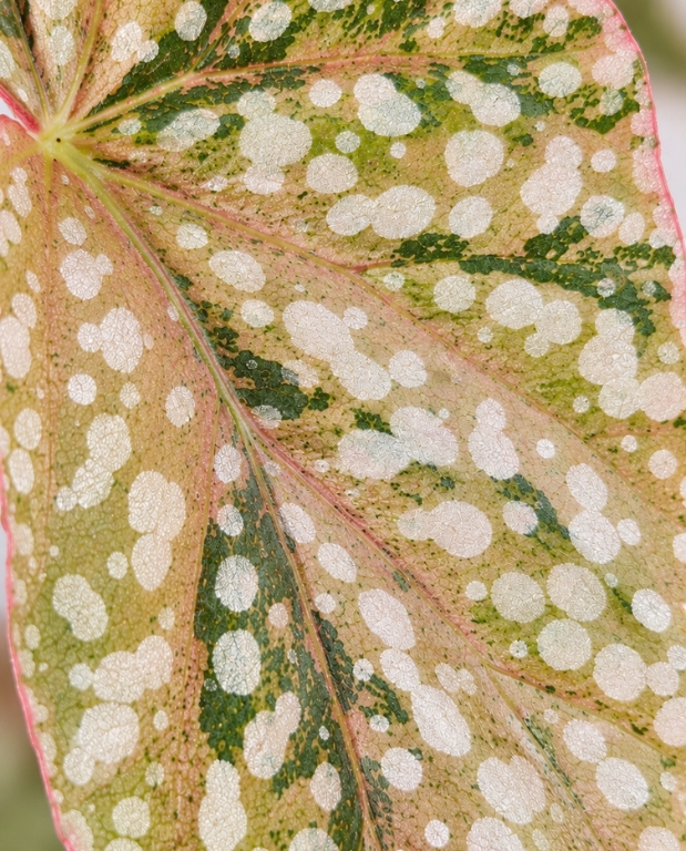 Begonia Snowcap Variegata