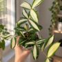 Dracaena surculosa Milky Way