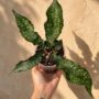 Tectaria Hilocarpa