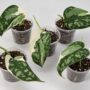 Scindapsus Mayari Variegata