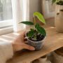 Texte indicatif Anthurium Peltigerum