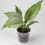 Spathiphyllum Blue Ice