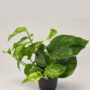 Epipremnum Marble Green