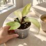 Philodendron Snowdrift