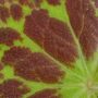 Begonia Barsalouxiae