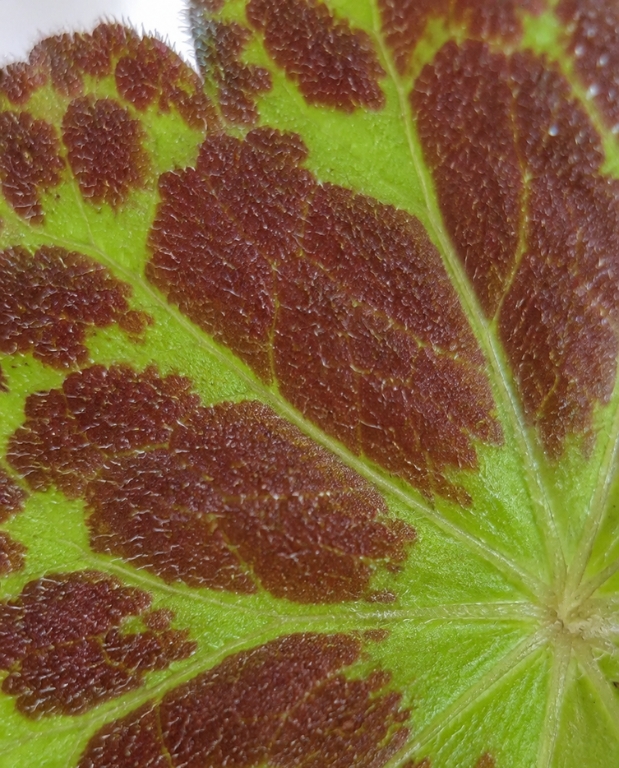 Begonia Barsalouxiae