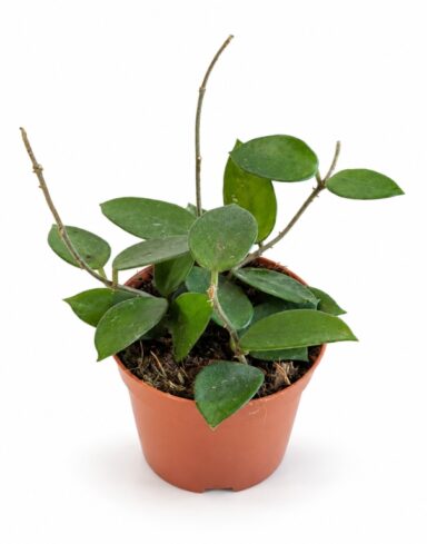 Hoya Chouke M