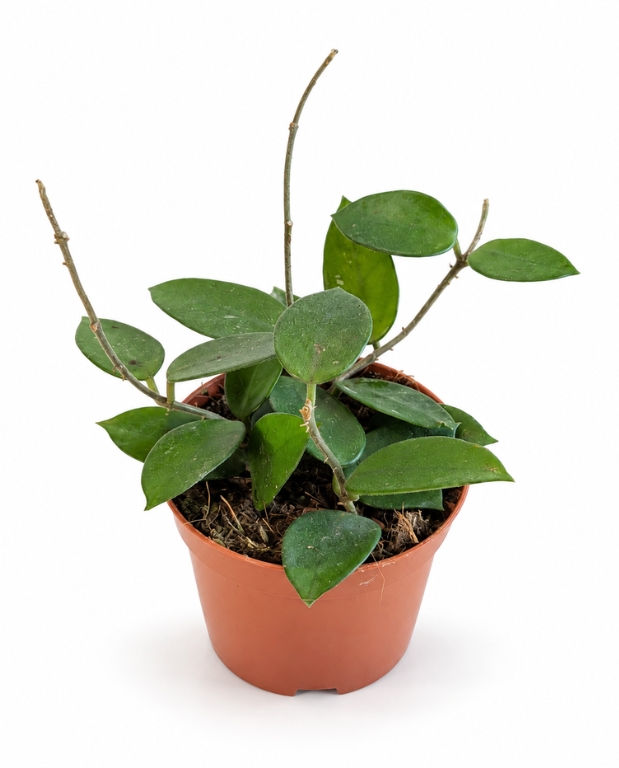 Hoya Chouke