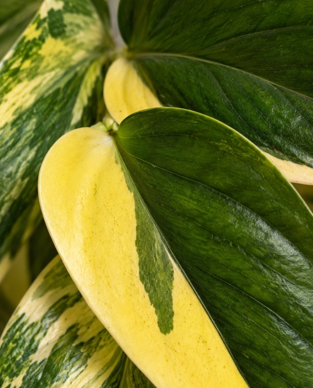 Monstera Standleyana Variegata