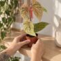 Begonia Snowcap Variegata