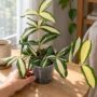 Dracaena surculosa Milky Way