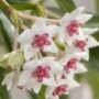 Hoya Bella Albomarginata