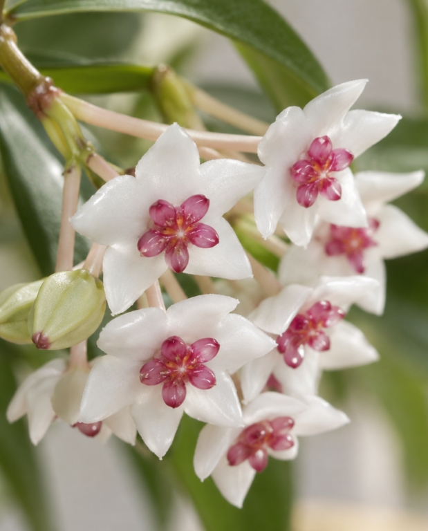 Hoya Bella Albomarginata