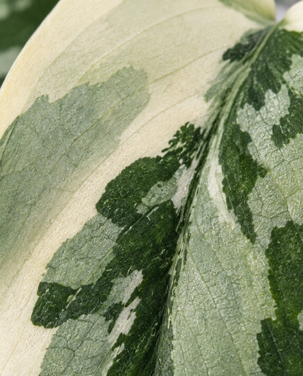 Scindapsus Mayari Variegata