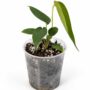 Texte indicatif Anthurium Peltigerum