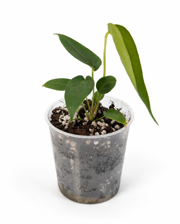 Texte indicatif Anthurium Peltigerum