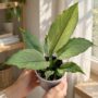 Spathiphyllum Blue Ice
