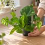 Epipremnum Marble Green