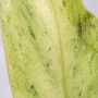 Philodendron Snowdrift