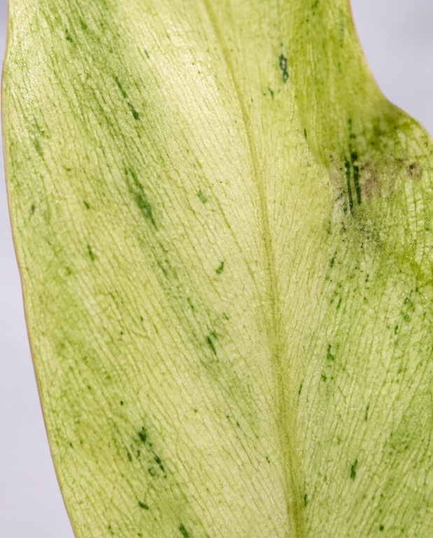 Philodendron Snowdrift