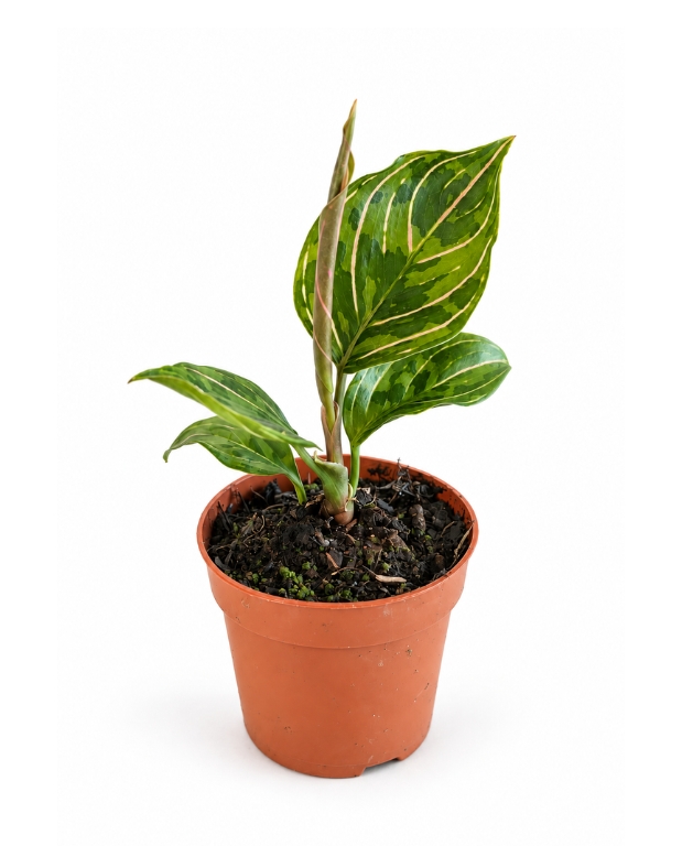 Aglaonema Red Army